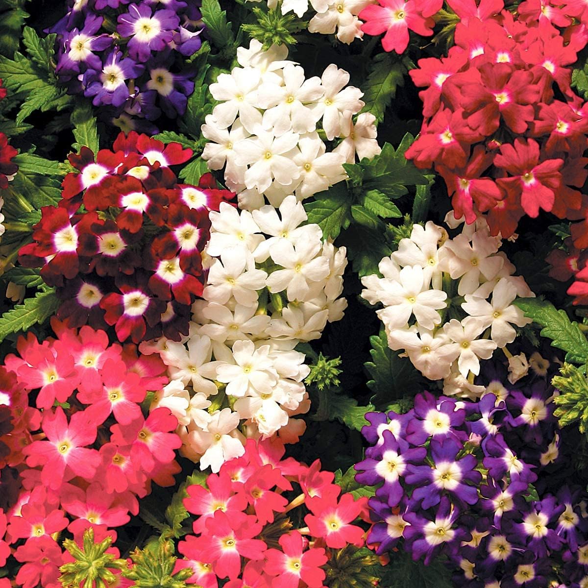 Dwarf Verbena Flower Seeds Up to 50% Off