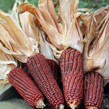 Bloody Butcher Corn Seeds
