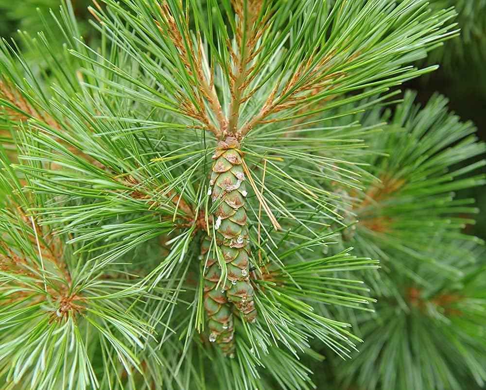 White Pine Tree (Pinus strobus) Up to 50%