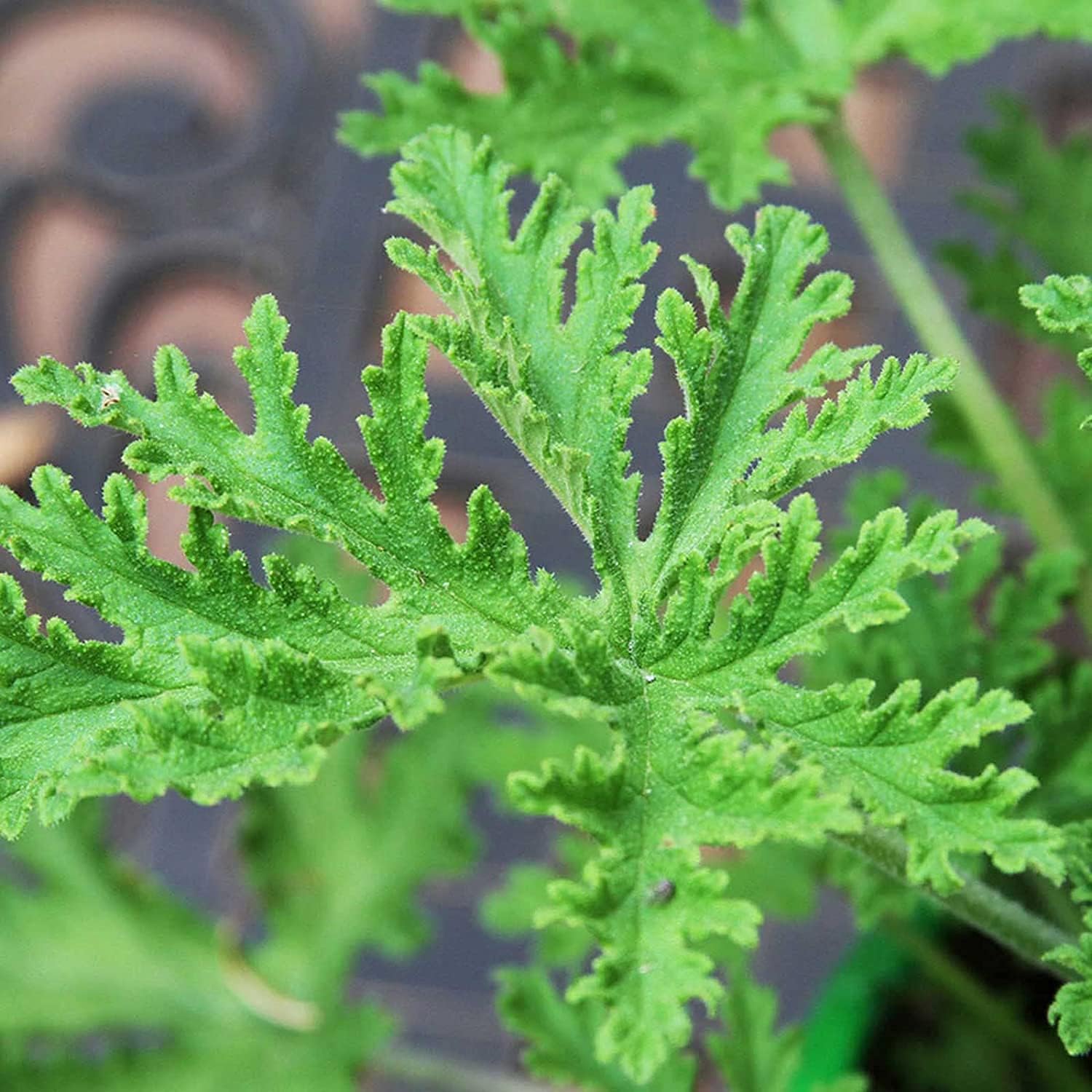 Citronella Plant Seeds up to 50%