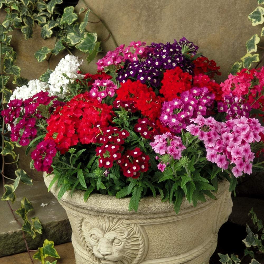Dwarf Verbena Flower Seeds Up to 50% Off