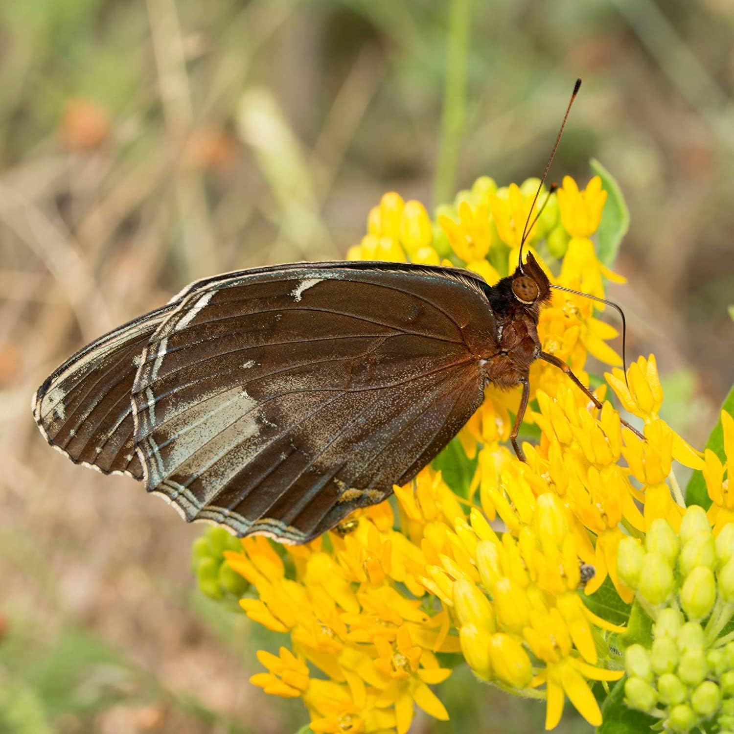 Butterfly Milkweed ‘Hello Yellow’ seeds Up to 50%