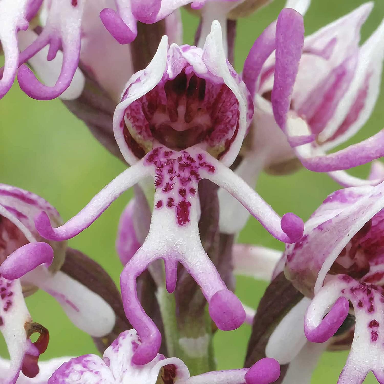 Monkey Orchid Flower Seeds up to 50%