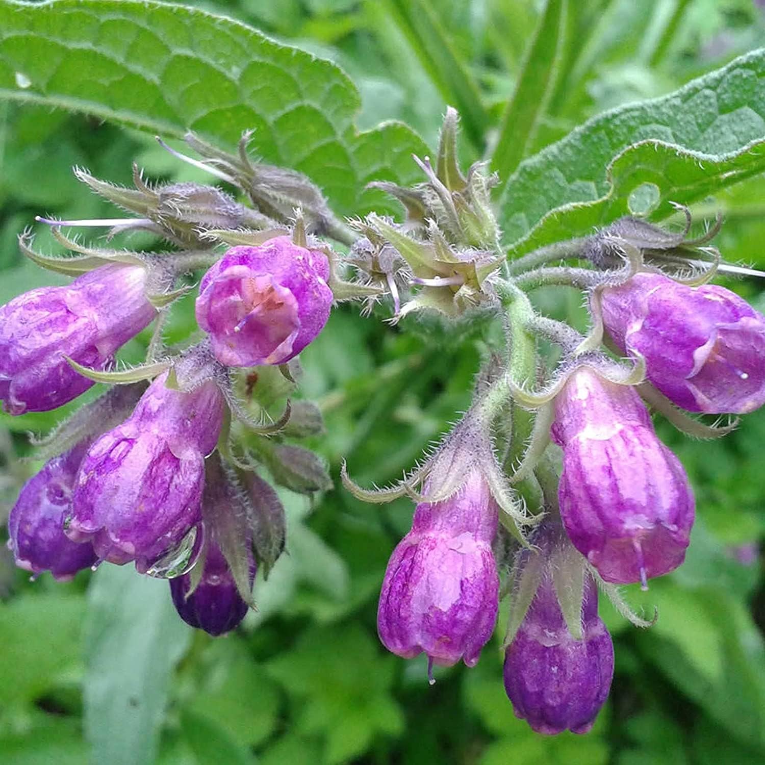 Symphytum Officinale (Comfrey) Seeds – Non-GMO Perennial Herb – Up to 50%