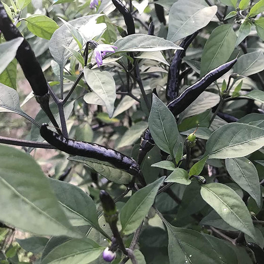 Black Thai Dragon Pepper Seeds