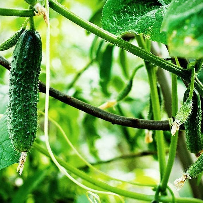 Cucumber seeds up to 50%