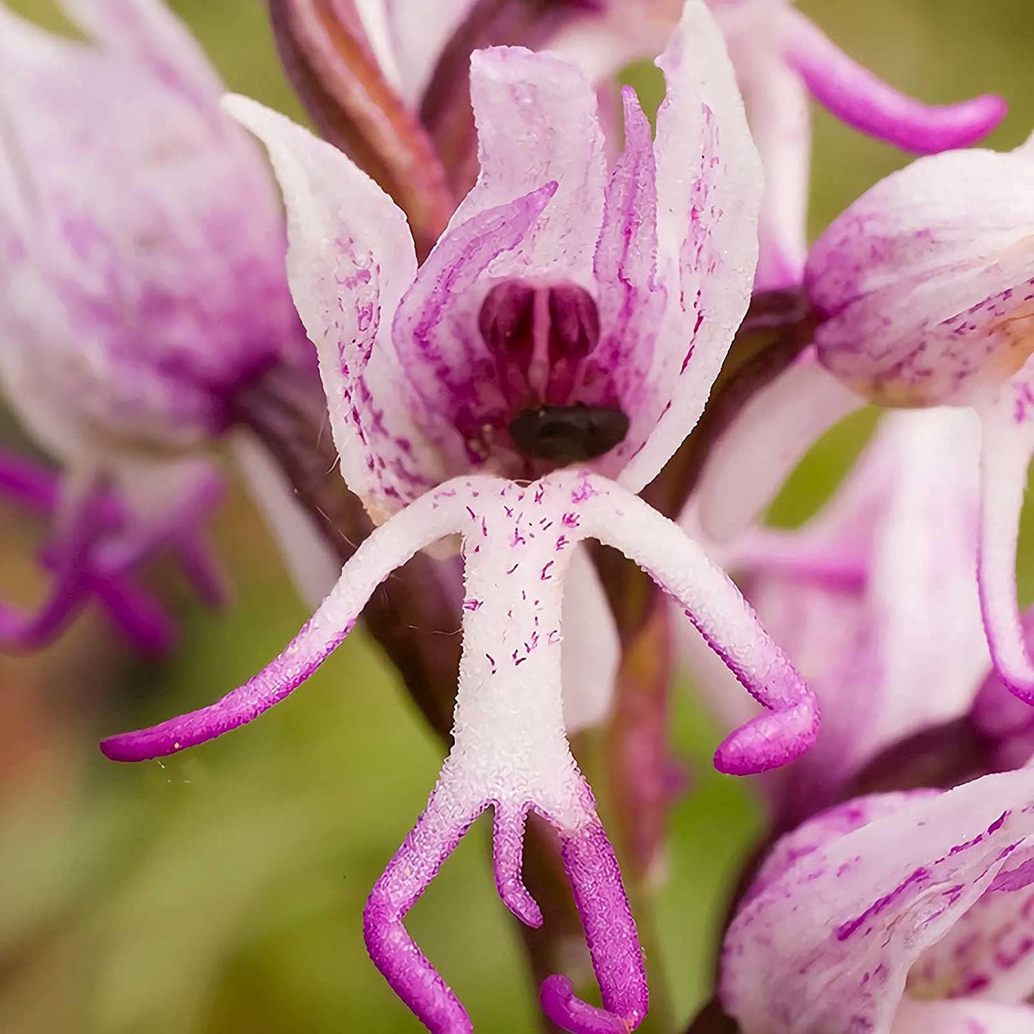 monkey plant seeds Monkey Orchid Flower Seeds up to 50%