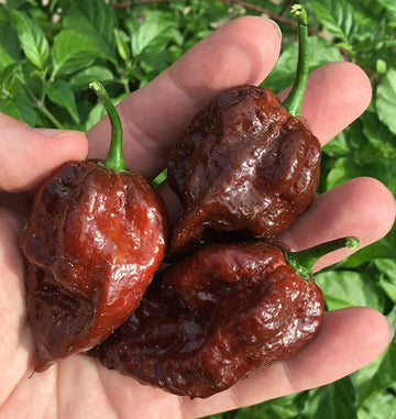 Kraken Scorpion Pepper Seeds – Up to 50%