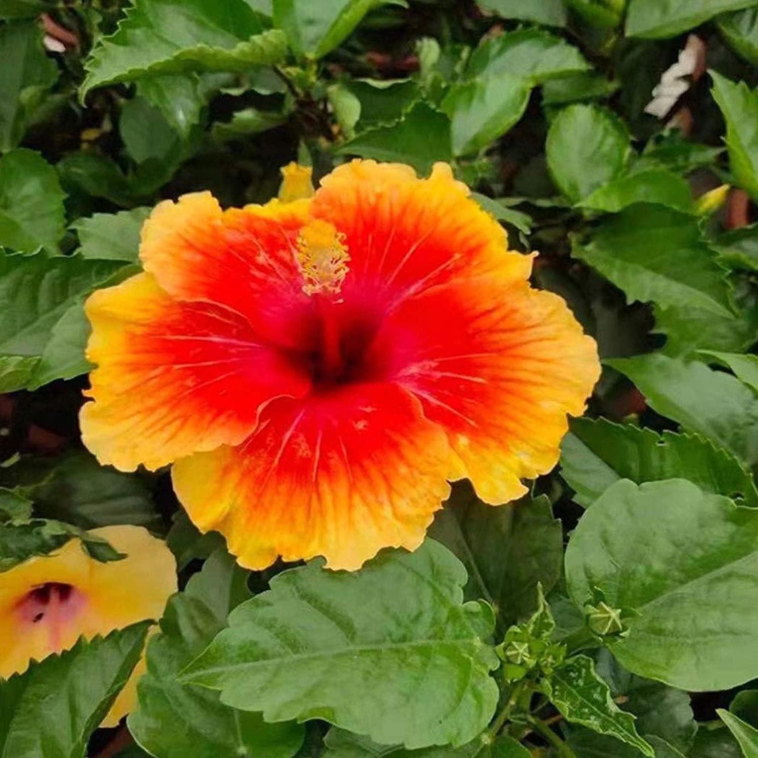 Hibiscus Flower Seeds up to 50%