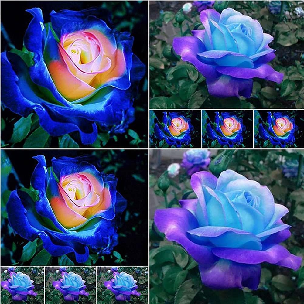 Mixed Color Rose Seeds up to 50%