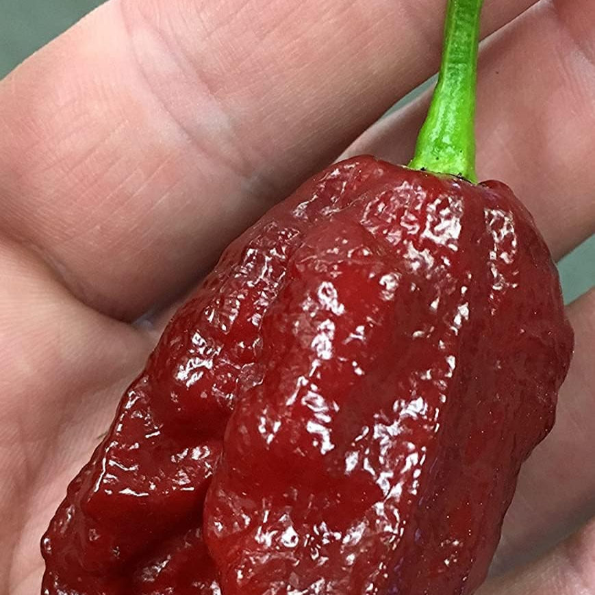 Chocolate Bhutlah Heirloom Pepper Seeds – Up to 50%