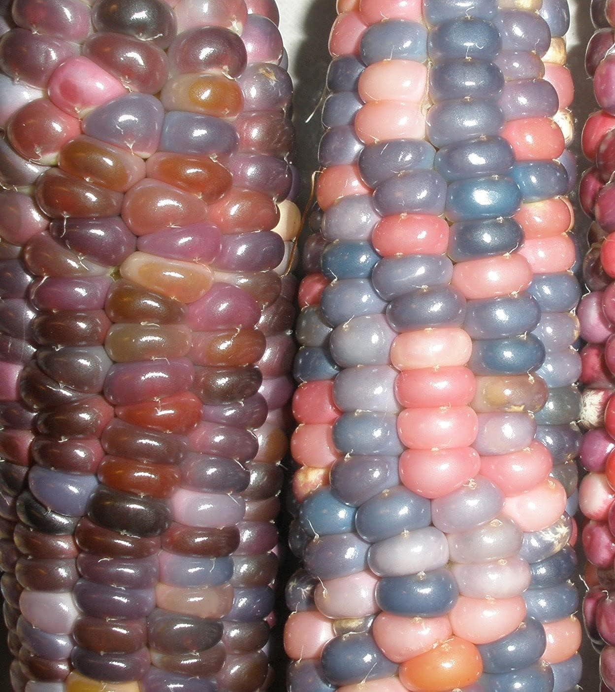 Glass Gem Cherokee Indian Corn Heirloom Seeds – up to 50%