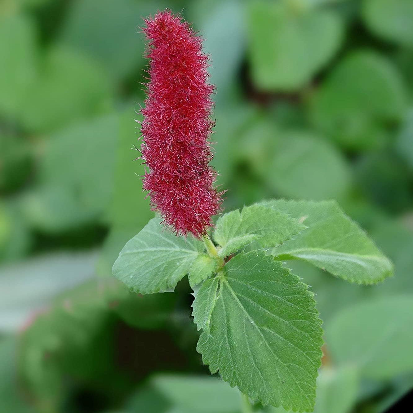 Chenille Plant Seeds up to 50%