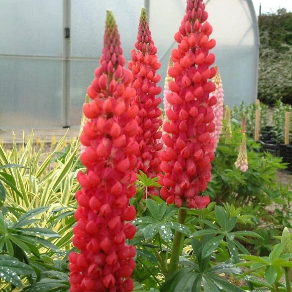 Red Lupin Flower Seeds up to 50%