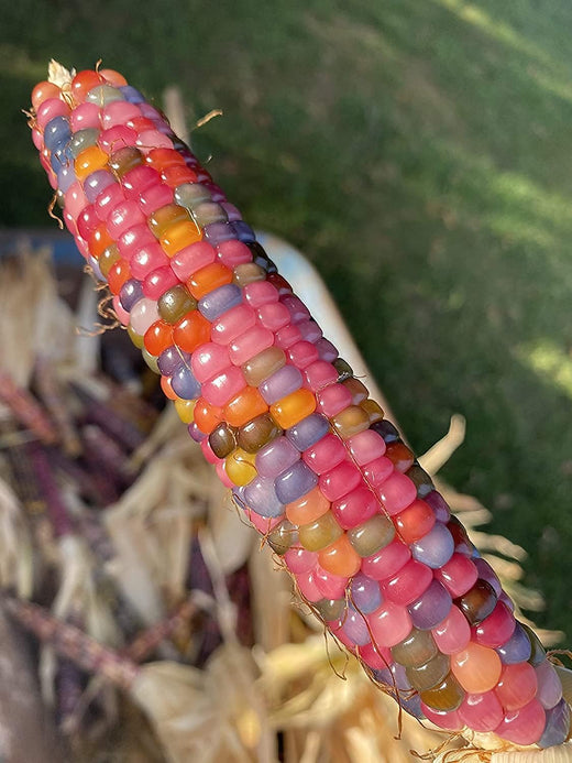 Glass Gem Corn Seeds