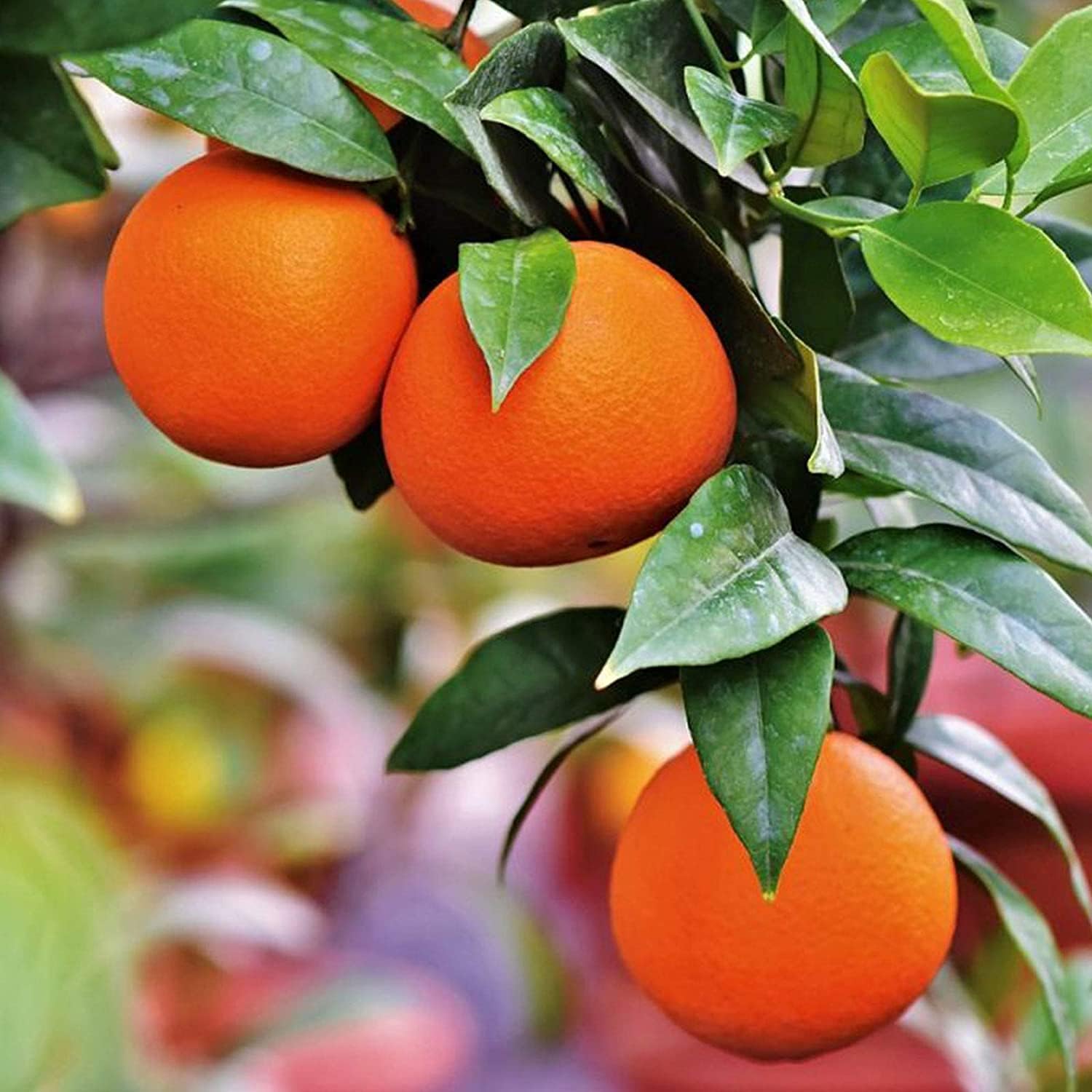 bonsai orange tree seeds Bonsai Orange Tree Seeds up to 50%