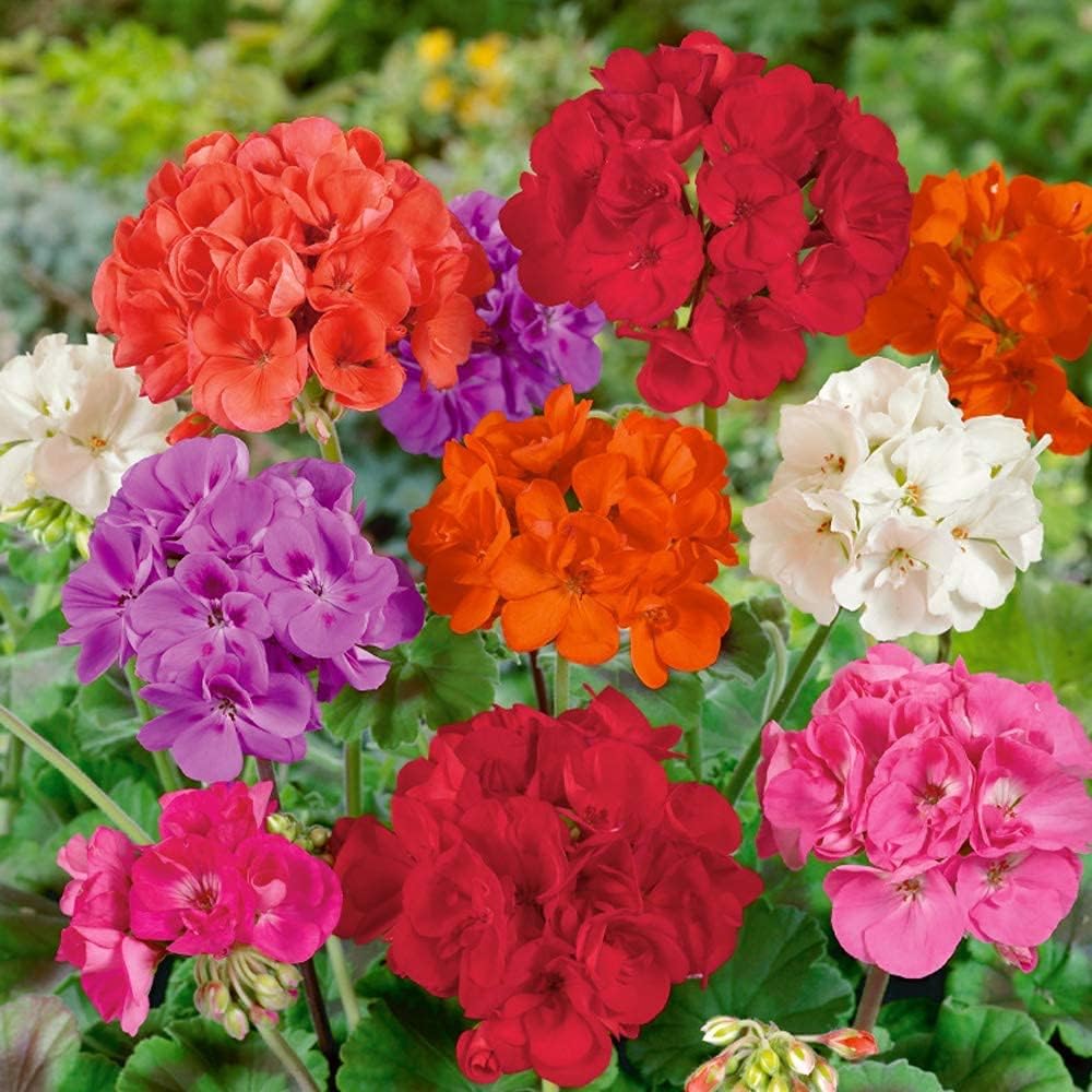 Geranium Flower Seed Up to 50%