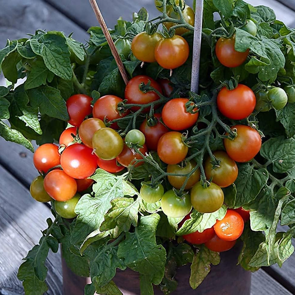 Red Micro Dwarf Tomato Seeds