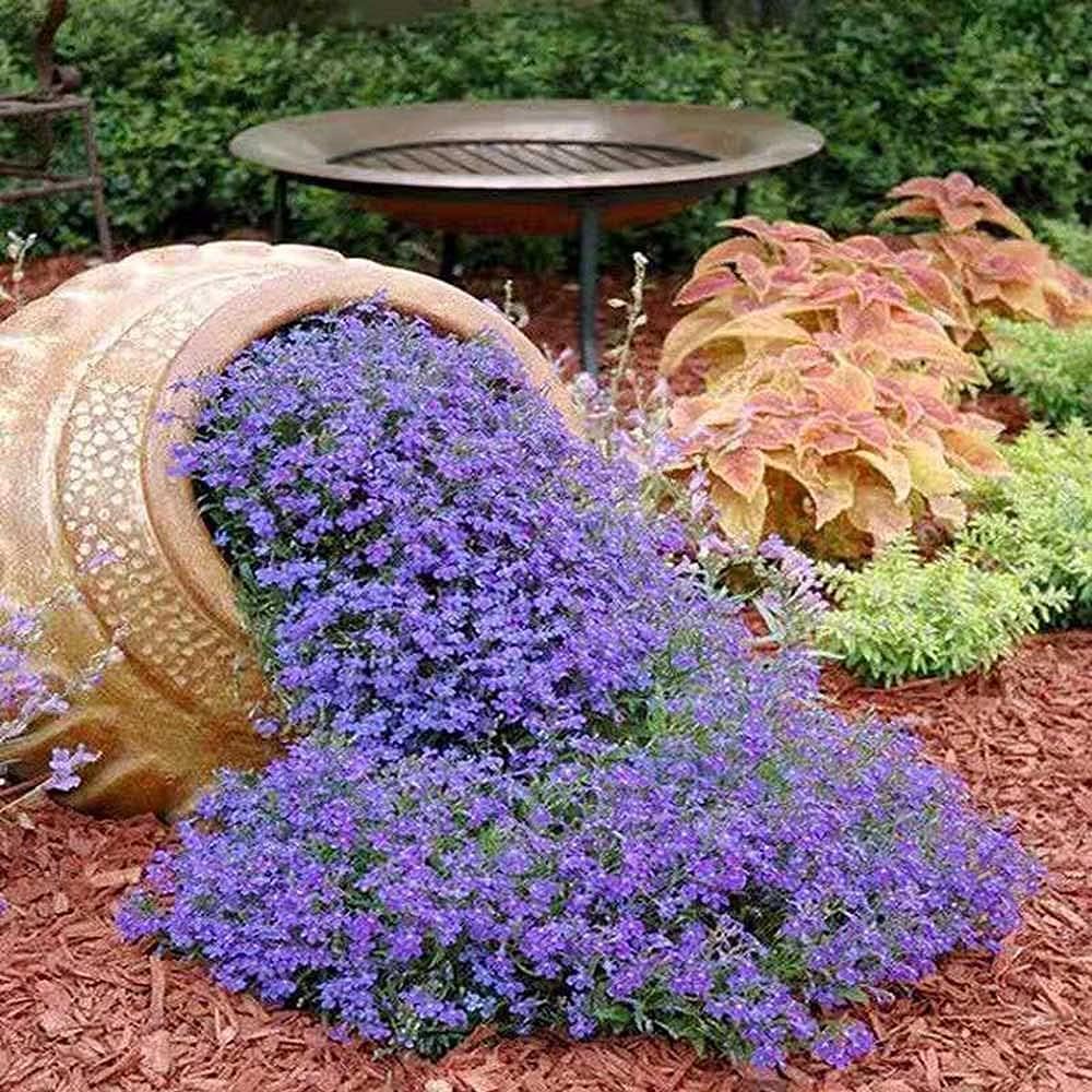 Mixed Creeping Thyme &amp; Blue Rock Cress Seeds – Beautiful Perennial Ground Cover – prime day up to 50%