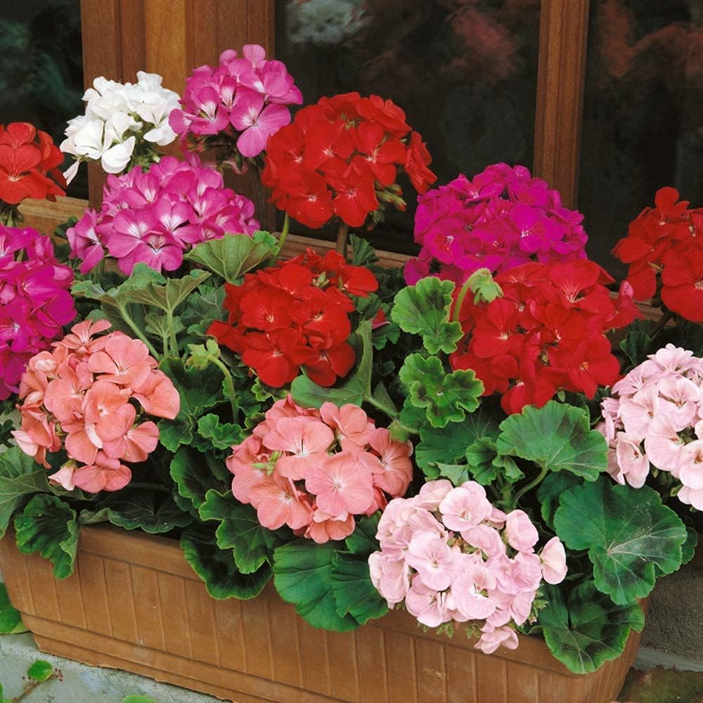 Geranium Flower Seed Up to 50%