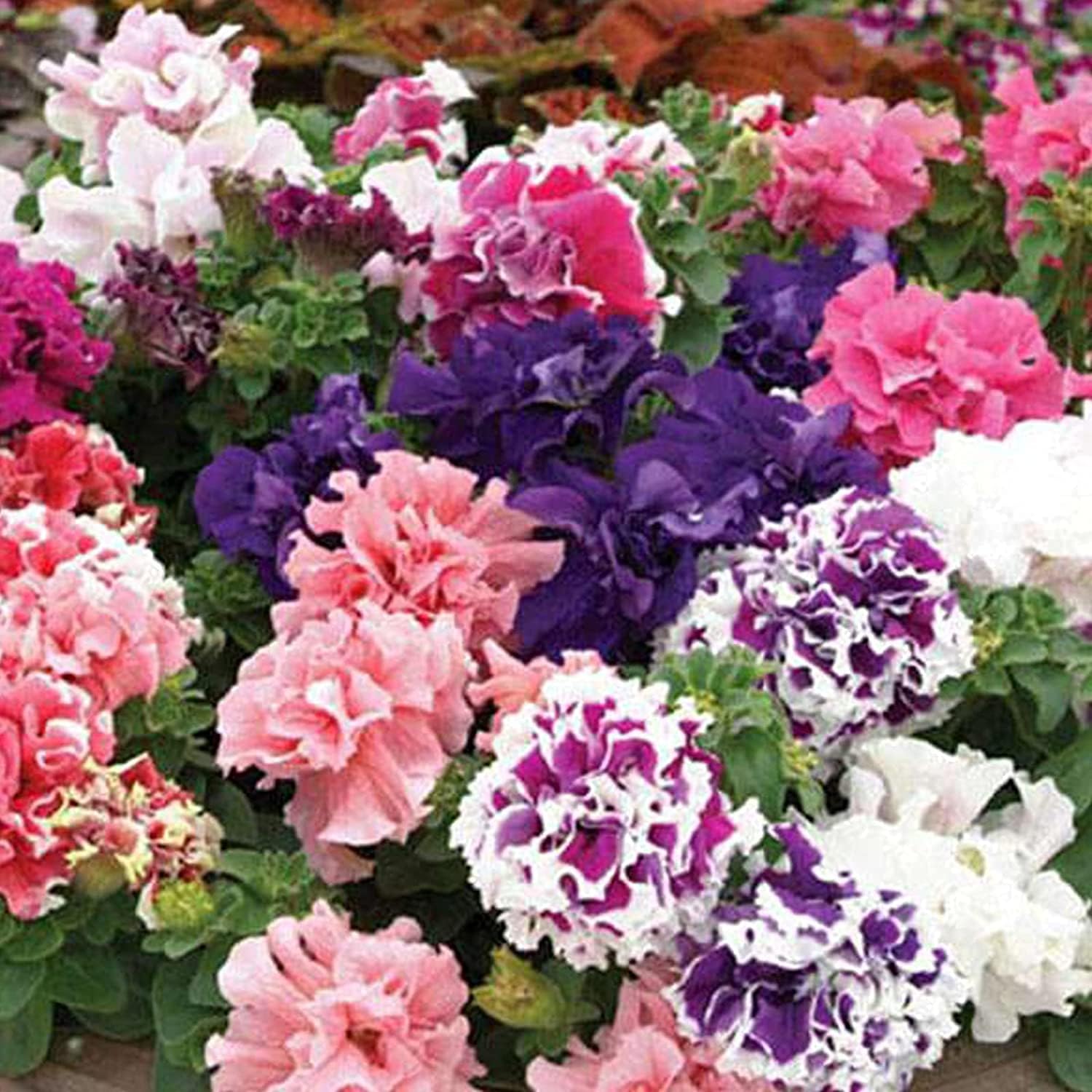 Dwarf Verbena Flower Seeds Up to 50% Off