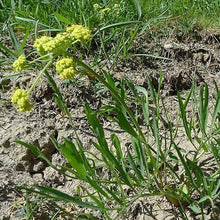 Nine Leaf Biscuitroot Seeds