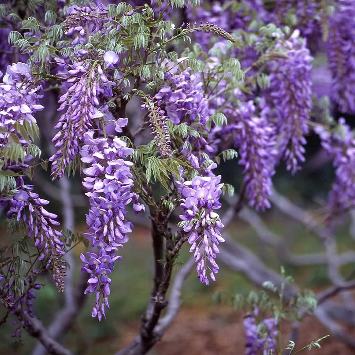 Blue Moon Wisteria Seeds up to 50%