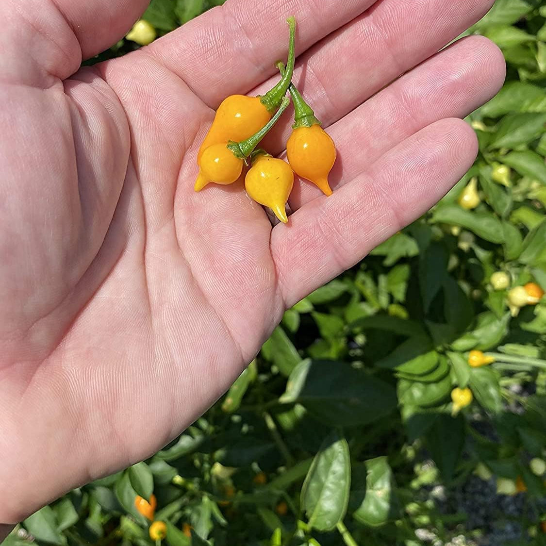 Yellow Biquinho Pepper Seeds up to 50%