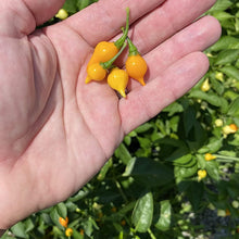 Yellow Biquinho Pepper Seeds