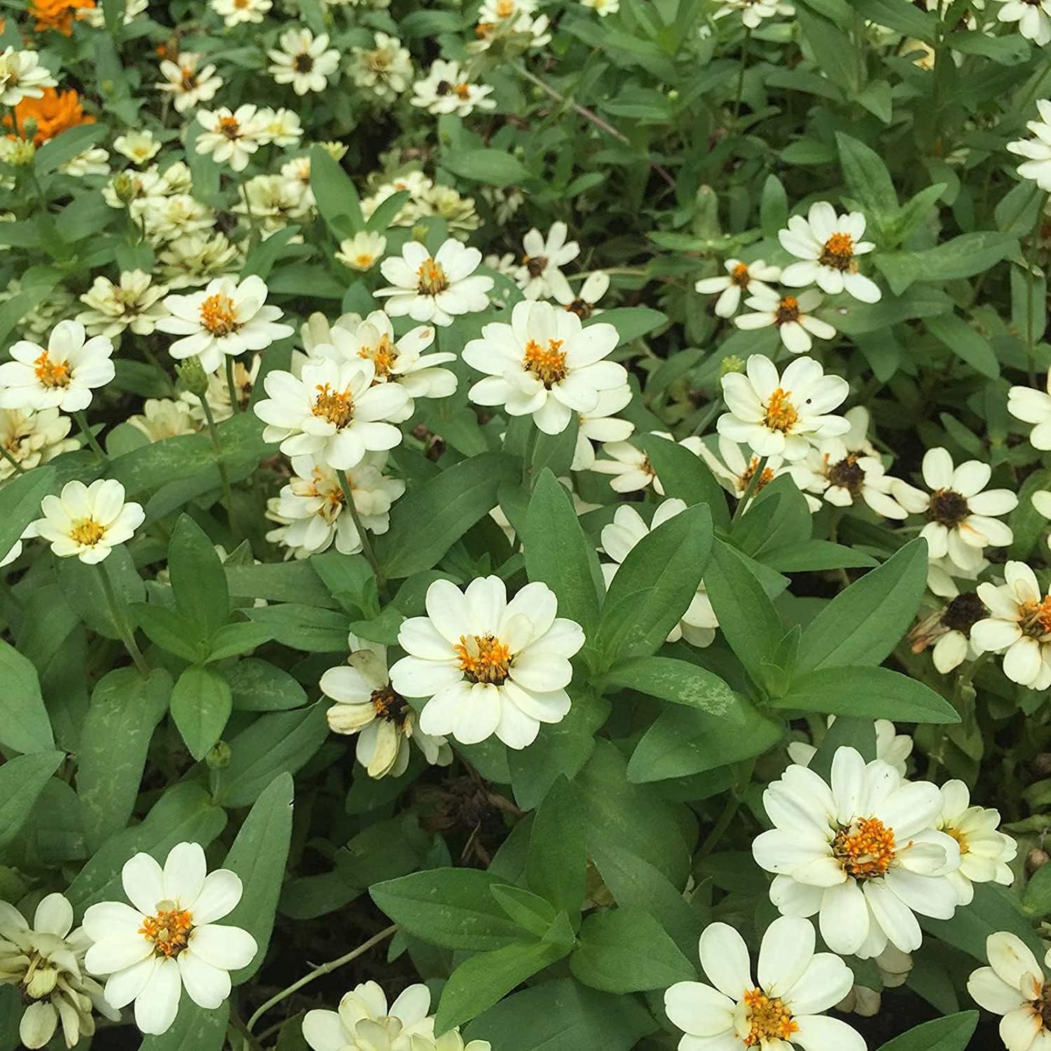 White Profusion Zinnia Seeds up to 50%