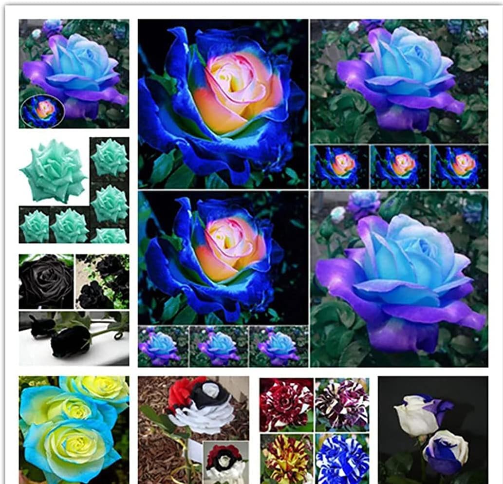Mixed Color Rose Seeds up to 50%