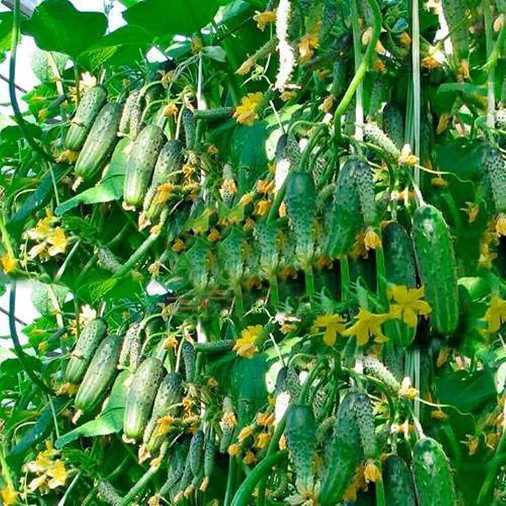 Titus Cucumber Seeds Up to 50% Off
