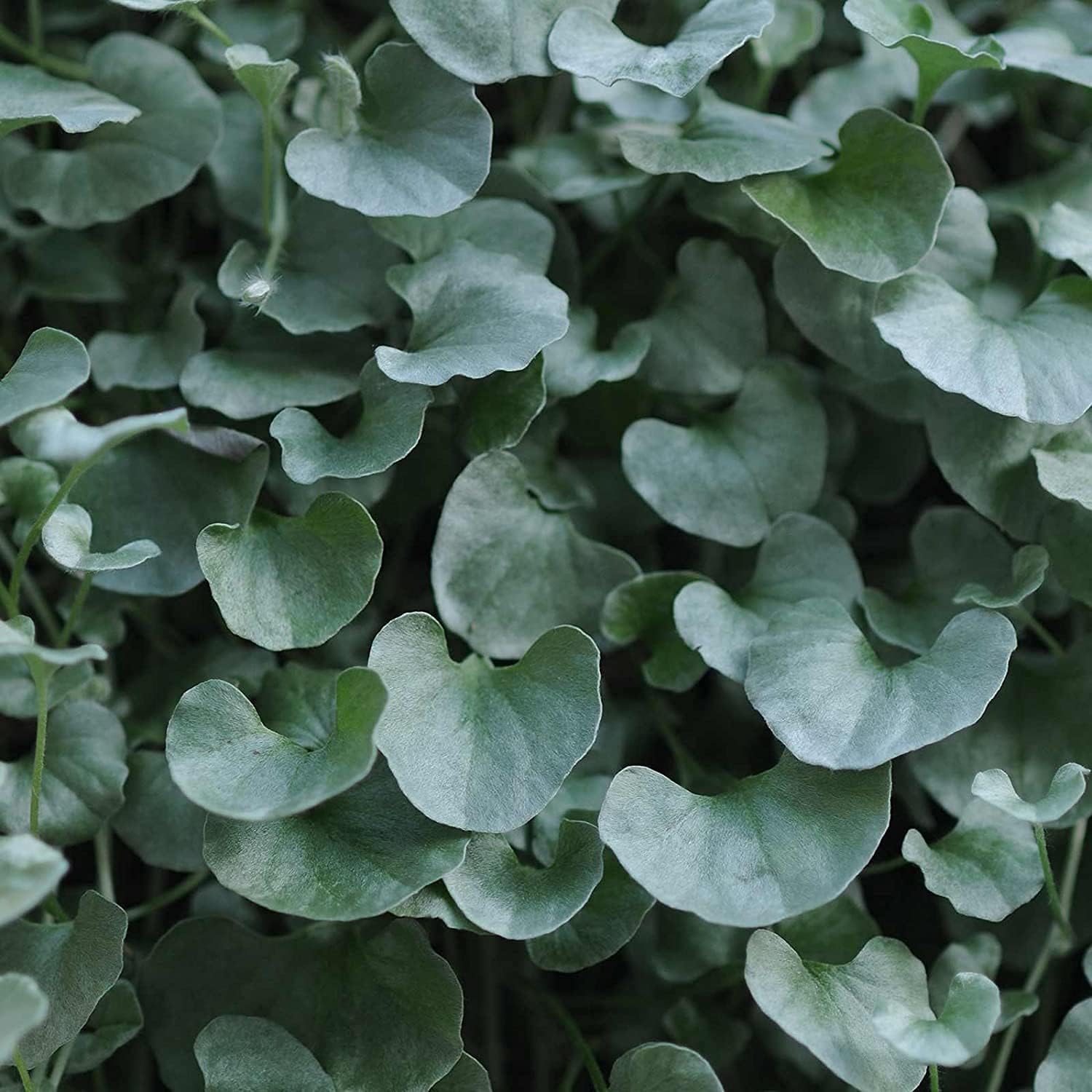 Dichondra Silver Falls Seeds Up to 50% Off