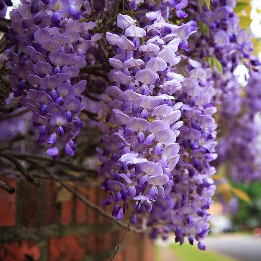 Blue Moon Wisteria Seeds