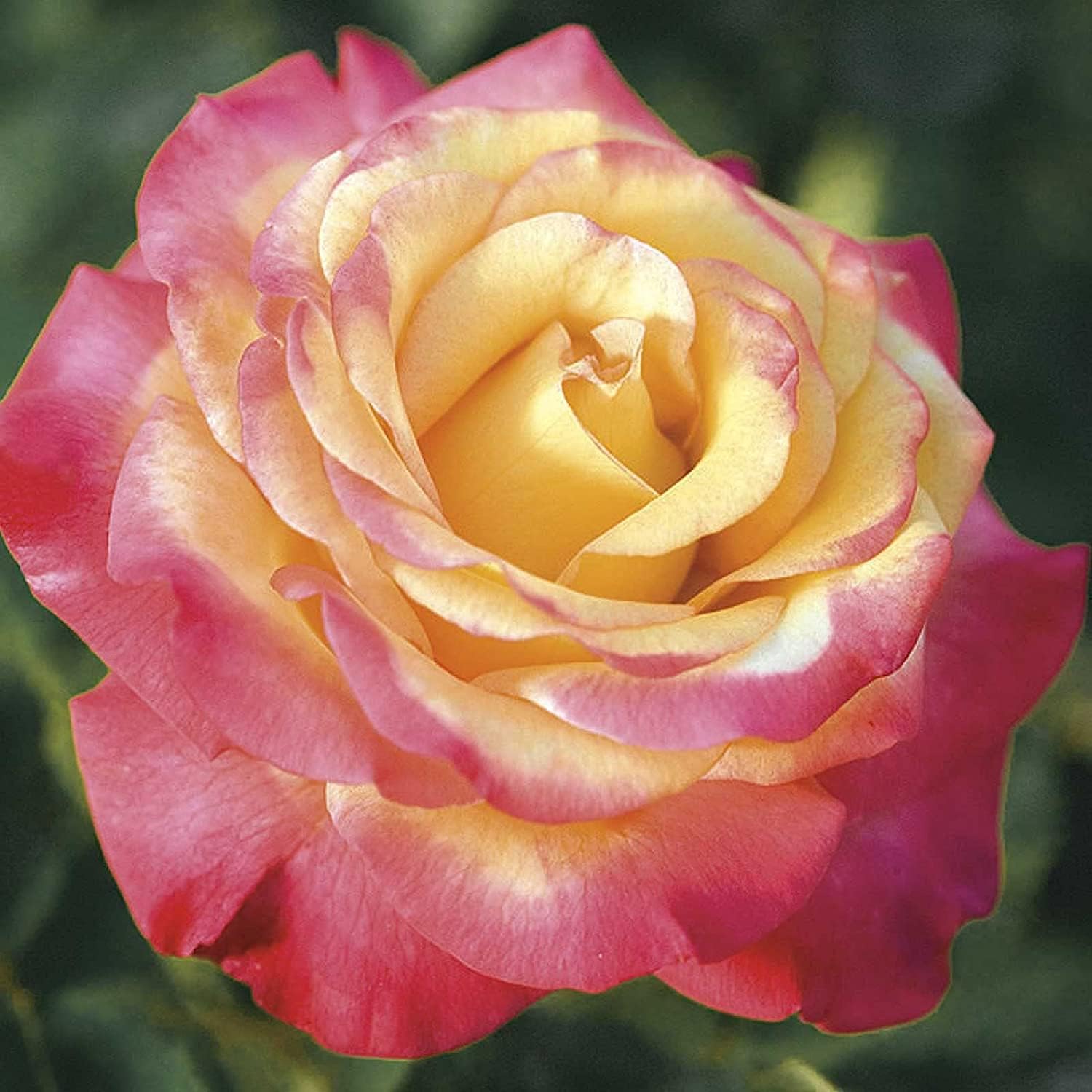 Mixed Rose Flower Seeds – Colorful Garden Blooms – prime day up to 50%