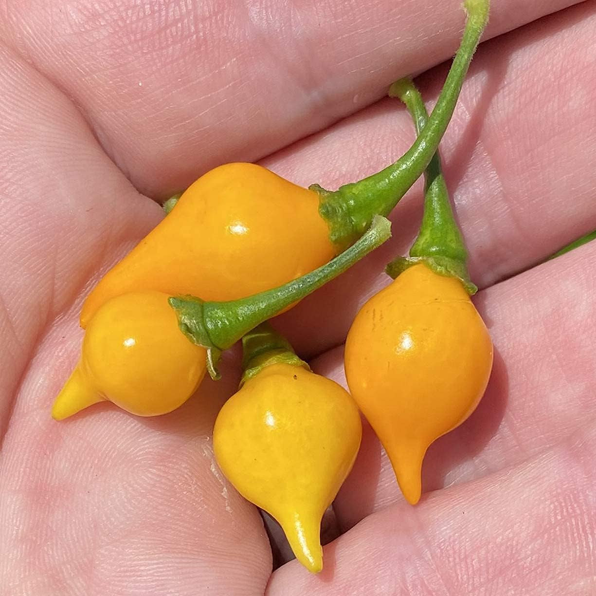 Yellow Biquinho Pepper Seeds Up to 50% Off