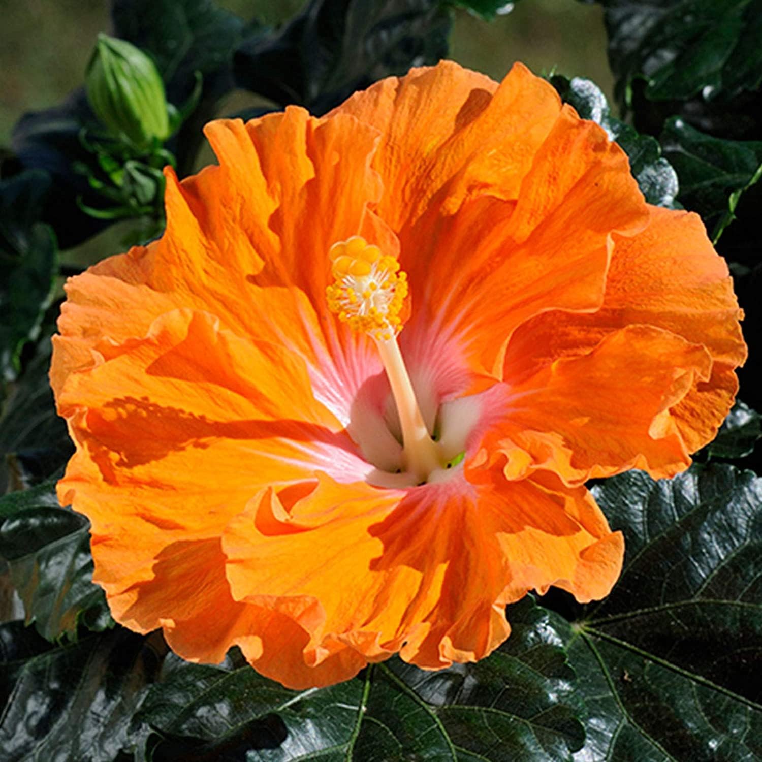 Hibiscus Flower Seeds Up to 50% Off