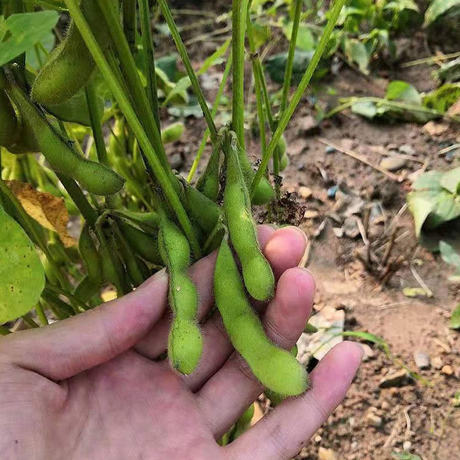Midori Giant Edamame Seeds prime day up to 50%