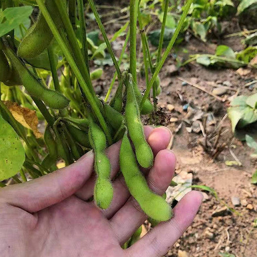Midori Giant Edamame Seeds