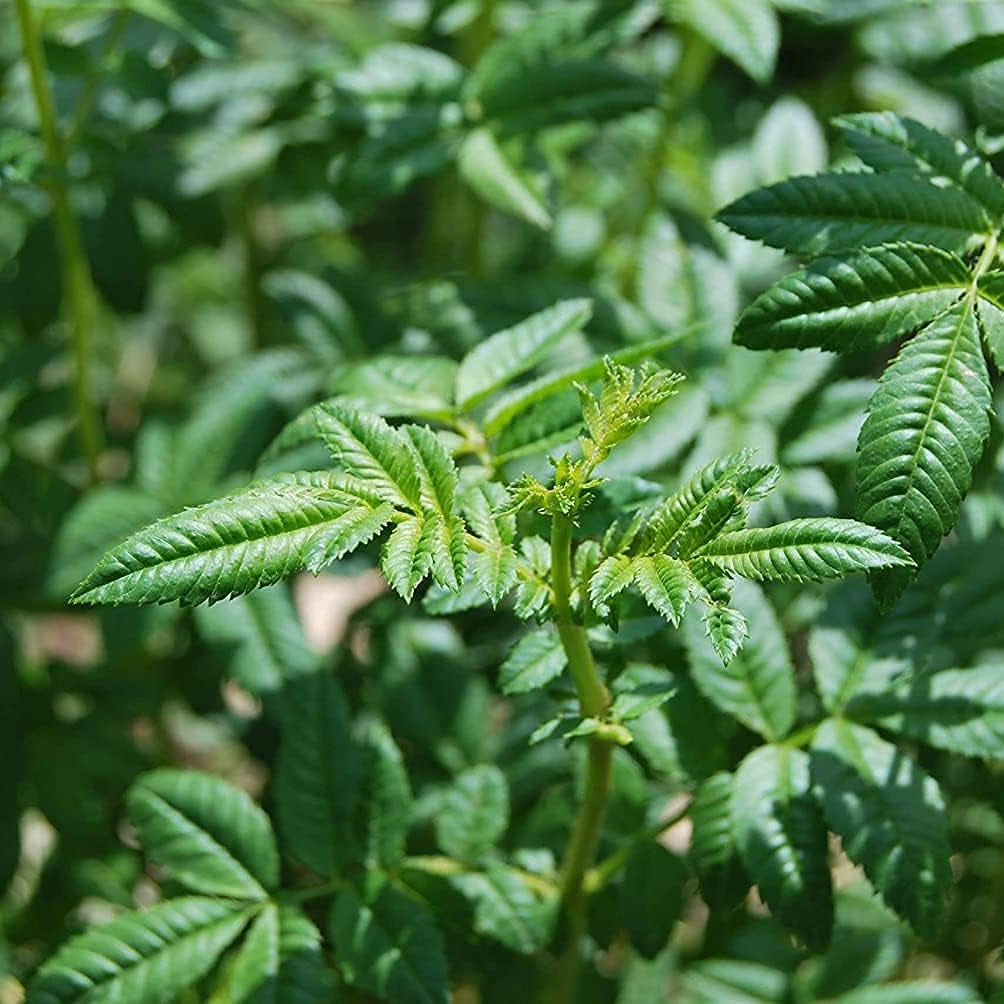 Black Mint Huacatay Seeds Up to 50% Off