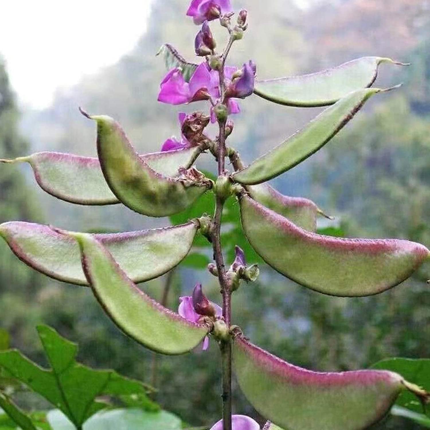 Purple Hyacinth Bean Seeds up to 50%