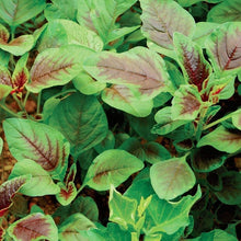 Red Stripe Amaranth Seeds