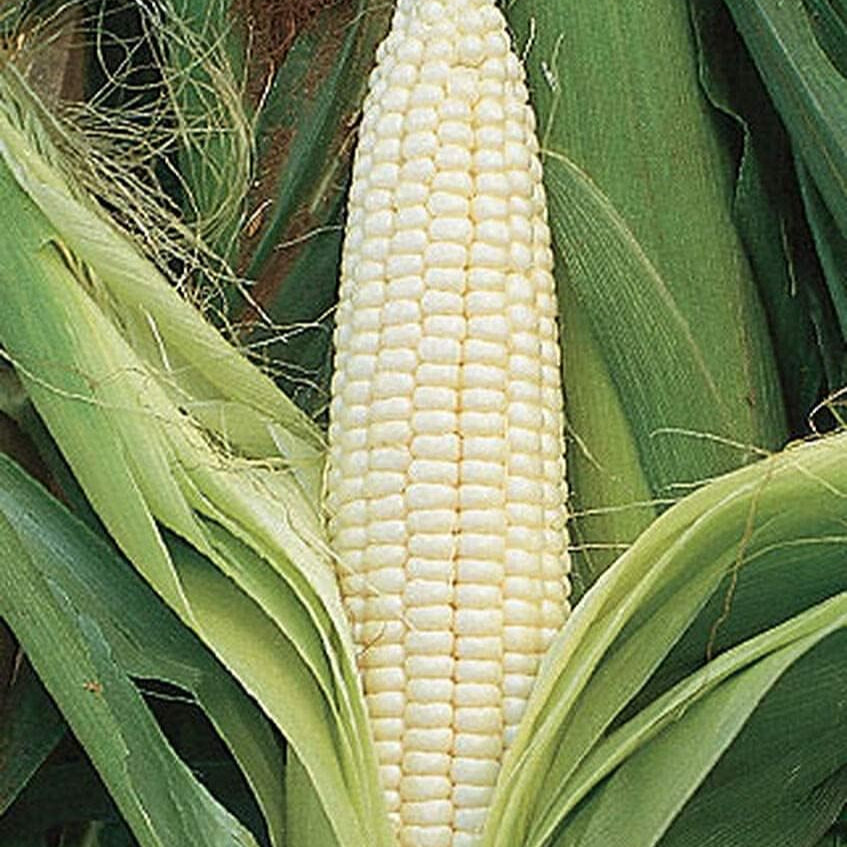 Hybrid Sweet Corn Vegetable Seeds Up to 50% Off