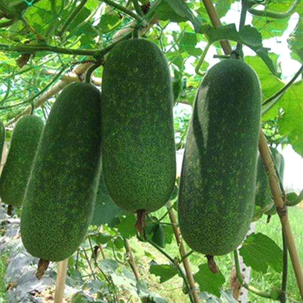 Winter Melon (Wax Gourd) Seeds – Heirloom Vegetable – up to 50%