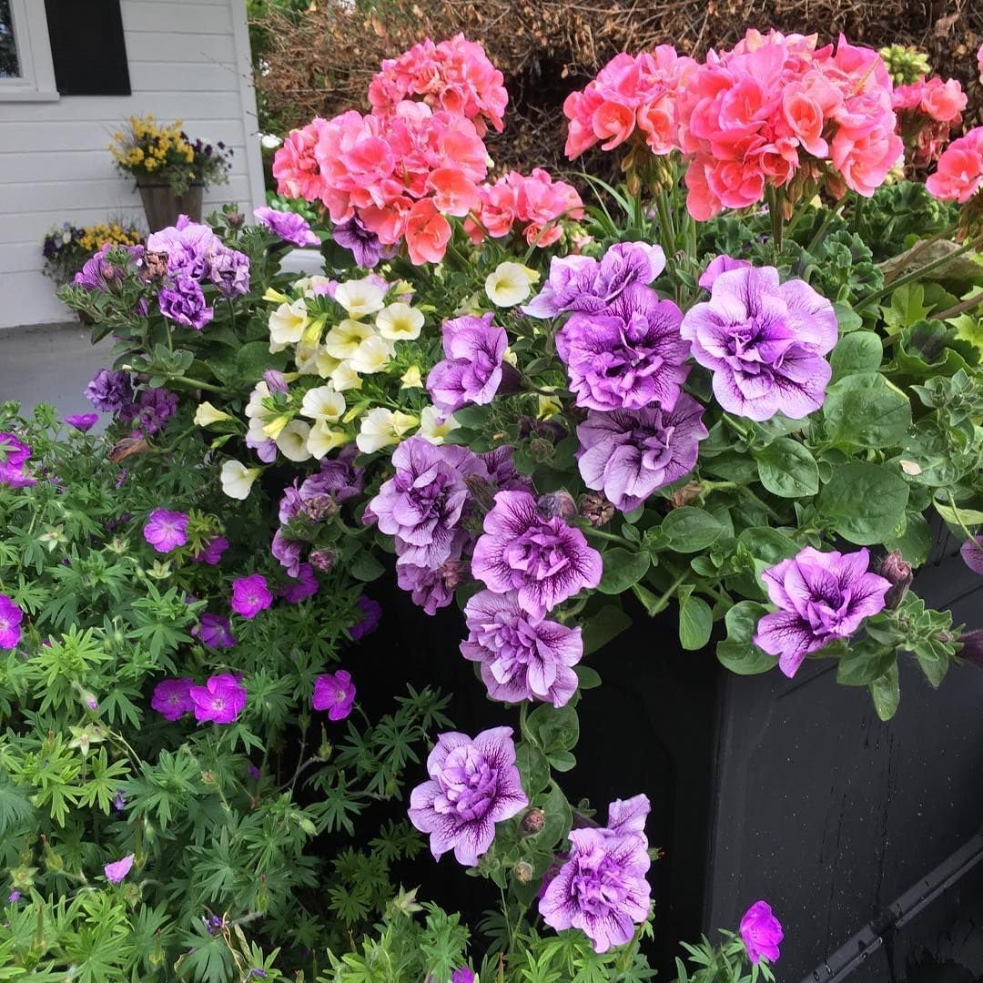 Violet Double Geranium Seeds – Rare Perennial Flower for Garden &amp; Pollinators – Up to 50%