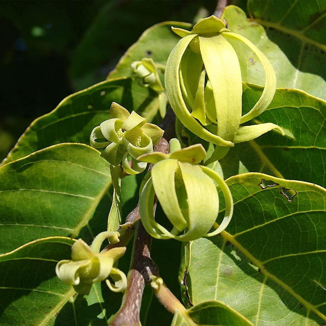 Cananga odorata | Ylang Ylang Up to 50%
