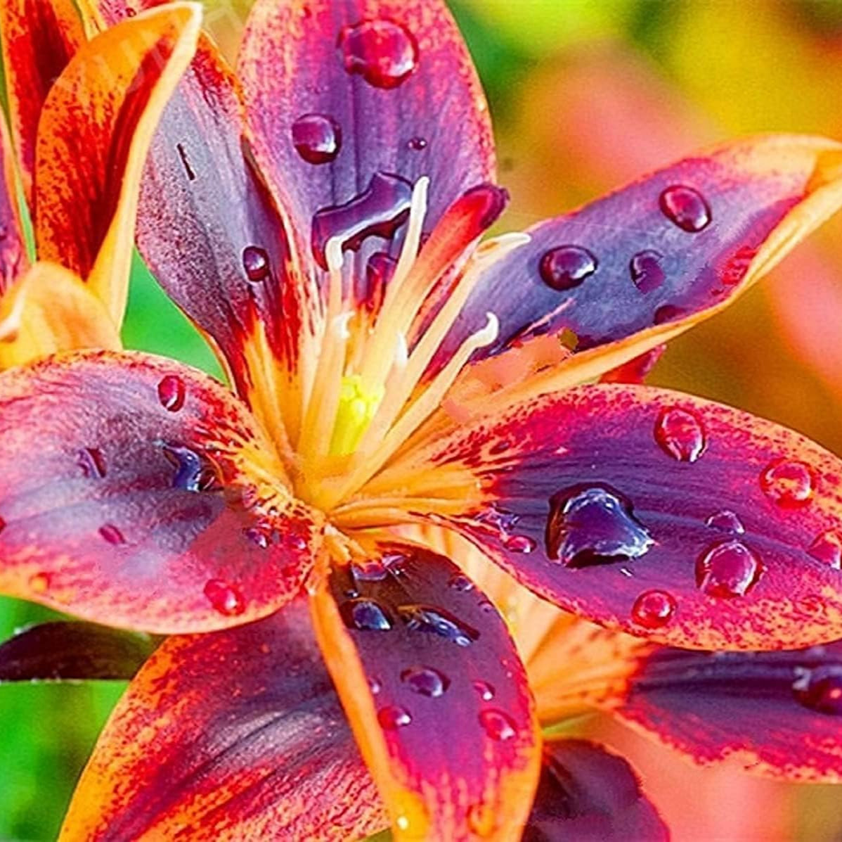 Forever Susan Asiatic Lily Seeds – Orange &amp; Plum Perennial Blooms – Up to 50%