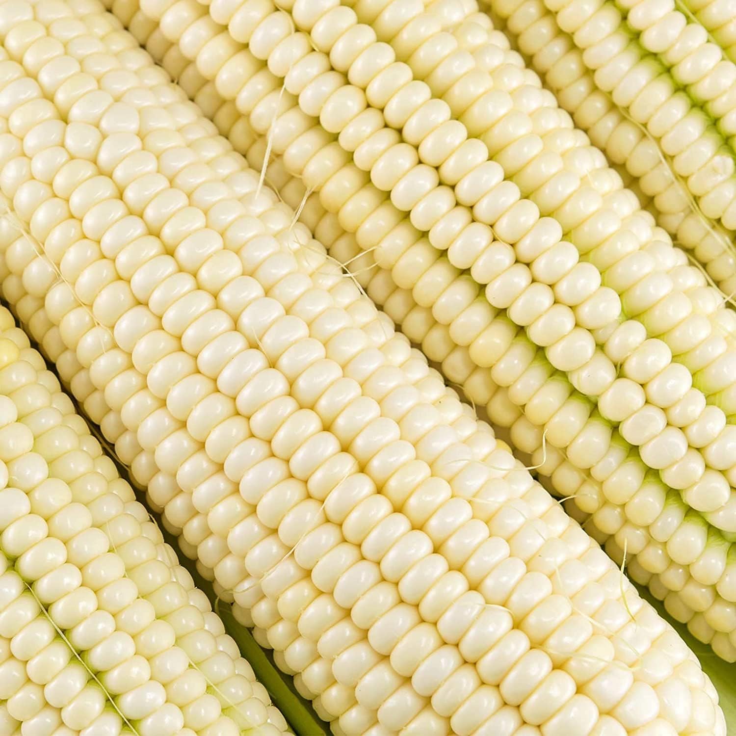 Silver King Sweet Corn Seeds Up to 50% Off