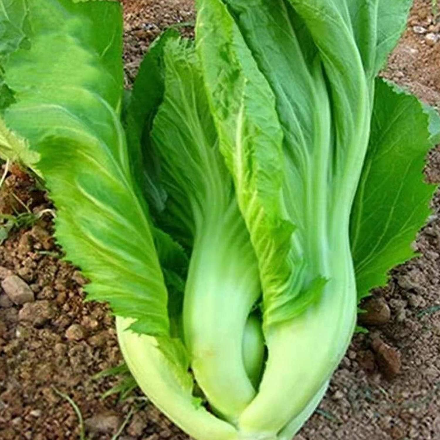 Chinese Heirloom Vegetable Seeds Up to 50% Off