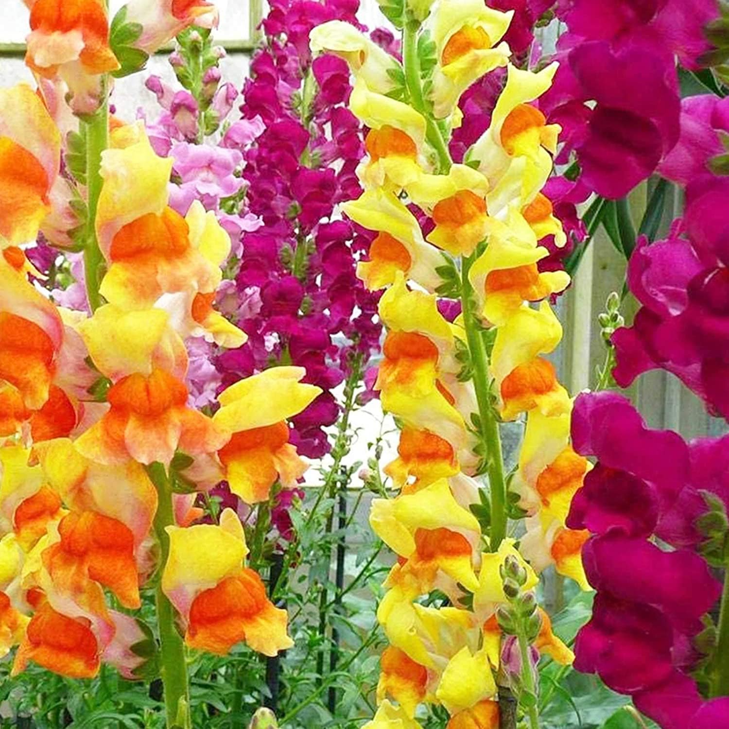 Mixed Snapdragon Flower Seeds up to 50%